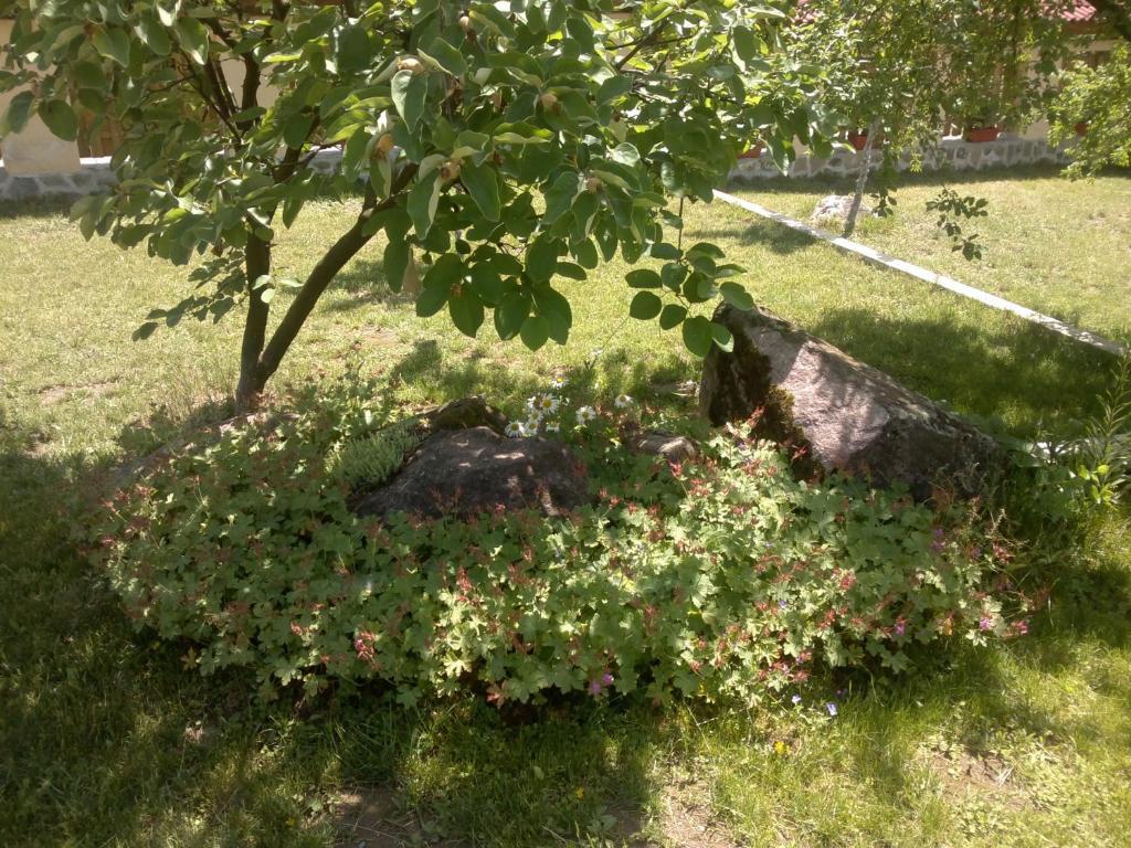 Villa Nanevi Teteven Eksteriør billede